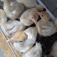 جوجه بو قلمون