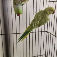 طوطی‌ملنگو‌‌کار‌خانه‌جوجه‌کشی