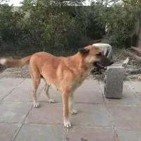 واگذاری سگ نگهبان