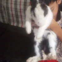 خرگوش