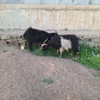 سلام دوتا بز ماده برا فروش