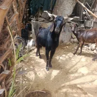 پازن و کهره نر