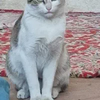 واگذاری گربه ماده تمیز