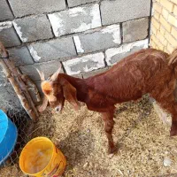 بز تیشتر بیگ|حیوانات مزرعه|شوشتر, |دیوار