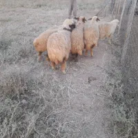 گوسفند