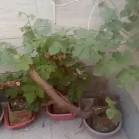 انگور بن دار