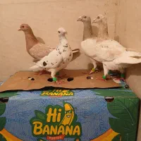 کبوتر هفرنگ و رنگی و پلاکی