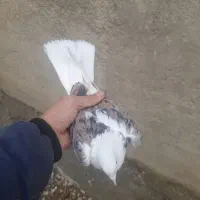 کبوتر|پرنده|گیان, |دیوار