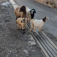 بز و گوسفند