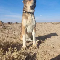 سگ گله ای سن ۴سالشه نیشای بالا شکسته|سگ|سبزوار, توحیدشهر|دیوار