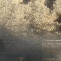 فروش گندوم