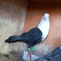 کبوتر کویتی کاکلی کربلایی  زرد کرمانی|پرنده|مه ولات, |دیوار