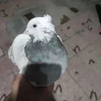 کبوتر طوقی