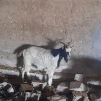بزغاله