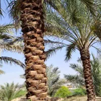 نخل|خدمات باغبانی و درختکاری|اصفهان, سنبلستان|دیوار