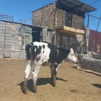 تلیسه و گوساله نر و ماده