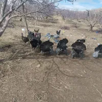 بوقلمون|حیوانات مزرعه|نوشین شهر, |دیوار