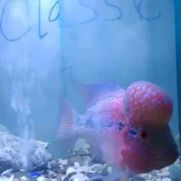 فلاور تایلندی رد دراگون و زدزد|ماهی|تهران, شهرک کوهسار|دیوار