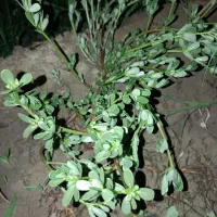خرفه|خوردنی و آشامیدنی|ارومیه, |دیوار