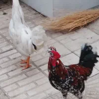 خروس گلین|حیوانات مزرعه|سنندج, |دیوار