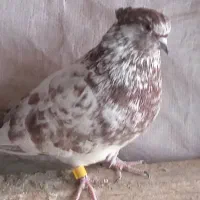 کبو تر گرگی سرکله دار|پرنده|آق قلا, |دیوار