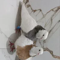 کبوتر جفت طوقی معاوضه با جوجه کبوتر