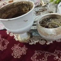 گلدون سفال