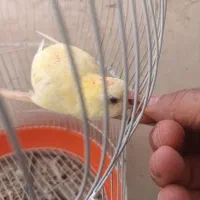 دوعدد طوطی اوازخوان جوجه امسال|پرنده|اردبیل, |دیوار