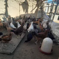 جوجه‌محلی|حیوانات مزرعه|هامون, |دیوار