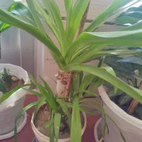 گل طبیعی|گل و گیاه طبیعی|لردگان, |دیوار