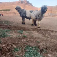 کووه قوچی|حیوانات مزرعه|شهرکرد, |دیوار