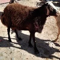 قوچ اصیل|حیوانات مزرعه|هریس, |دیوار