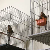 ماده آماده آماده و نر مست|پرنده|گرگان, |دیوار