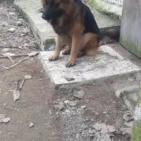 ژرمن شولاین خالص اصیل