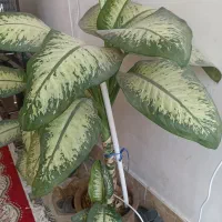 گل دیفن باخیا