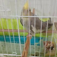 عروس هلندی|پرنده|مینودشت, |دیوار