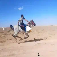 اسب|اسب و تجهیزات اسبسواری|زنجان, |دیوار