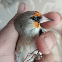 سهره|پرنده|ابریشم, |دیوار