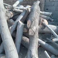 خرید چوب درخت قلمه،ضایعات میوه و چوب دام|خدمات باغبانی و درختکاری|خوی, |دیوار