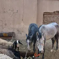 اسب (مادیون)با کره *مادیون|اسب و تجهیزات اسب‌سواری|پیشوا, |دیوار