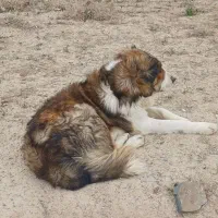 سگ گله و نگهبان