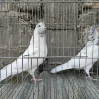 کبوتر پرشی