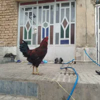 خروس کردی و دورگه چاق