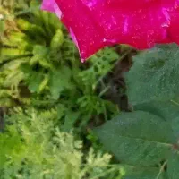 توت دارم برا فروش