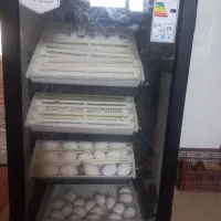 دستگاه جوجه کشی اسکندریه