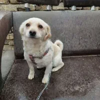 سگ پیدا شده