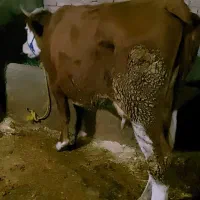 گاو تلیسه سیمینتال قرمزبا گوساله