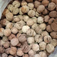 گردو امسالی