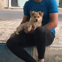 پامر عروسکی دو رگ|سگ|نسیمشهر, |دیوار