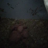 یه جفت  برزیلی مولد شرط کار|پرنده|بندر ماهشهر, |دیوار